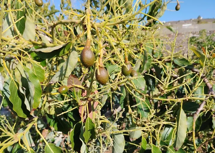 Villa Home2book Fantasy & Nature, Private Pool San Miguel de Abona