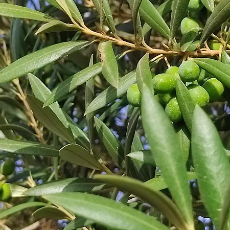 Home2book Fantasy & Nature, Private Pool