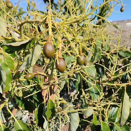 ヴィラ Home2book Fantasy & Nature, Private Pool サンミゲル・デ・アボナ