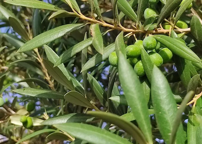 Home2book Fantasy & Nature, Private Pool